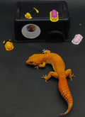 Leopard Gecko