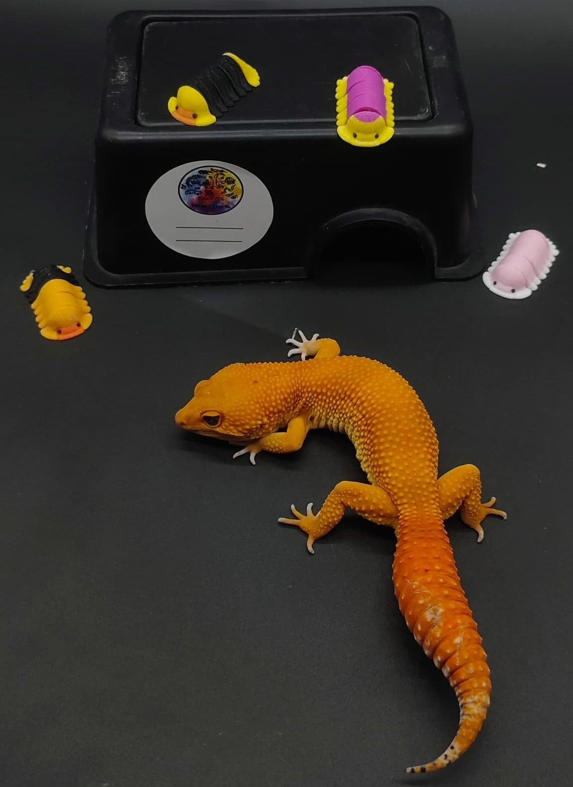 Leopard Gecko