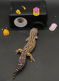 Leopard Gecko