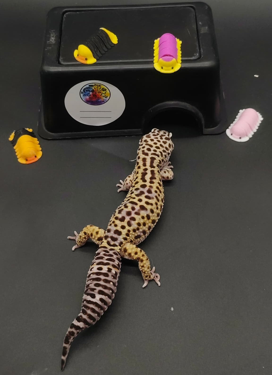 Leopard Gecko