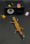 Leopard Gecko