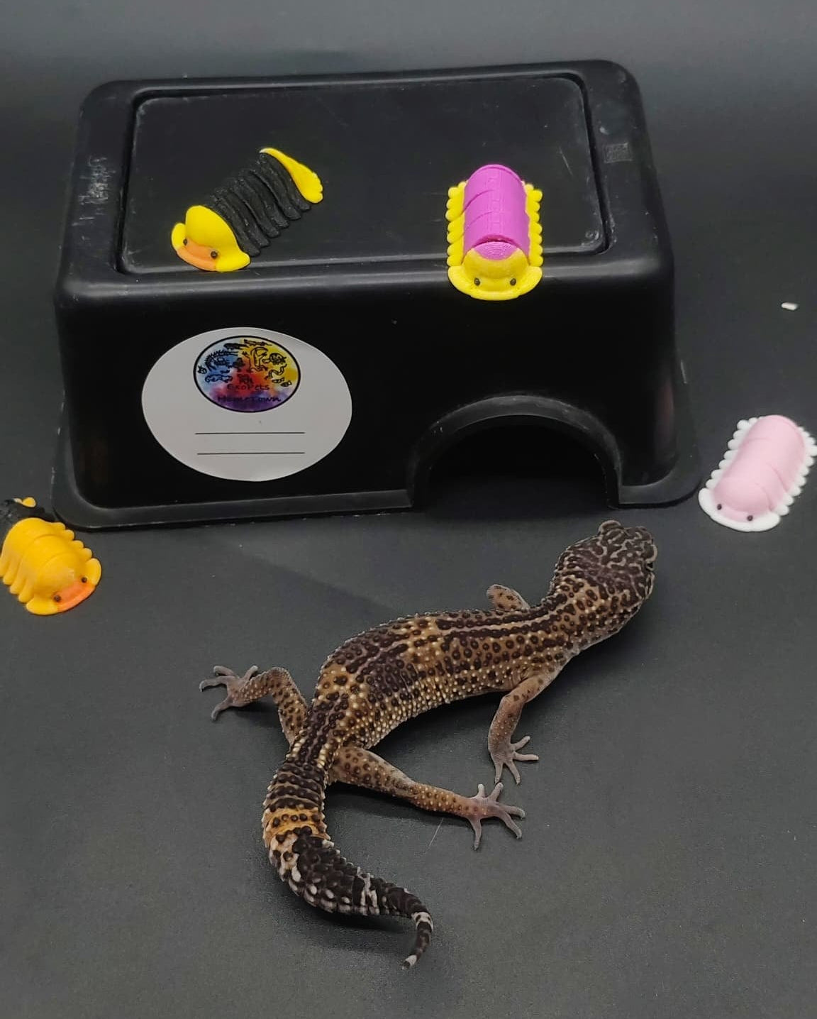 Leopard Gecko