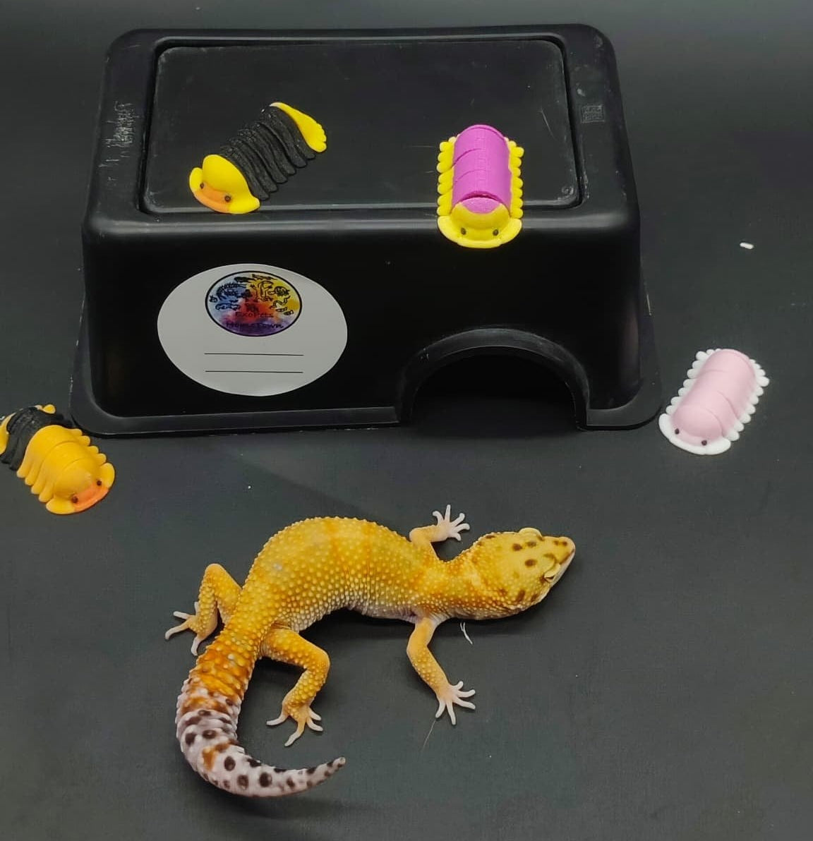 Leopard Gecko