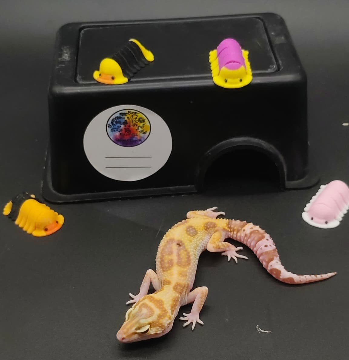 Leopard Gecko