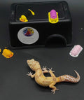 Leopard Gecko