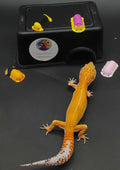 Leopard Gecko