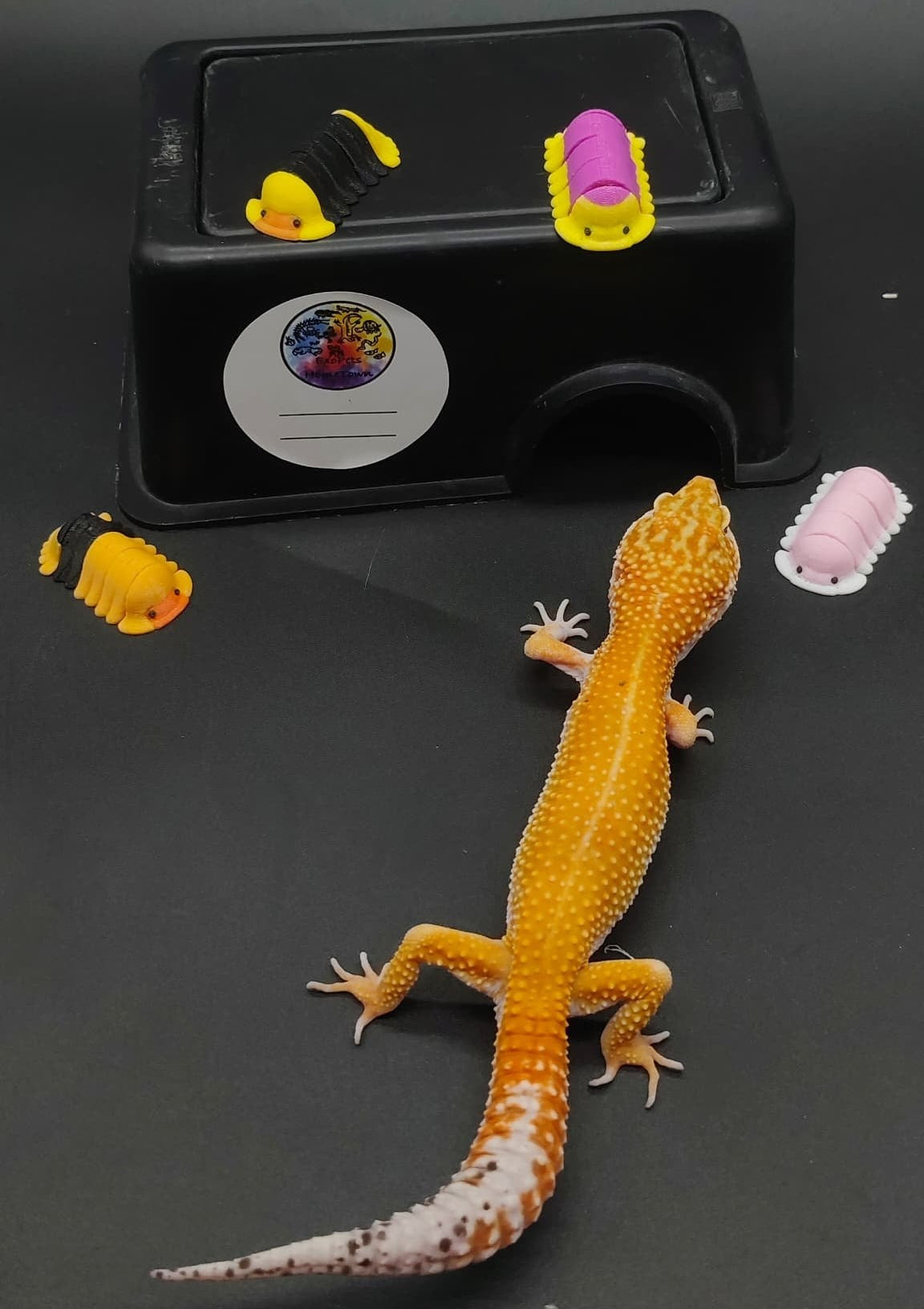 Leopard Gecko