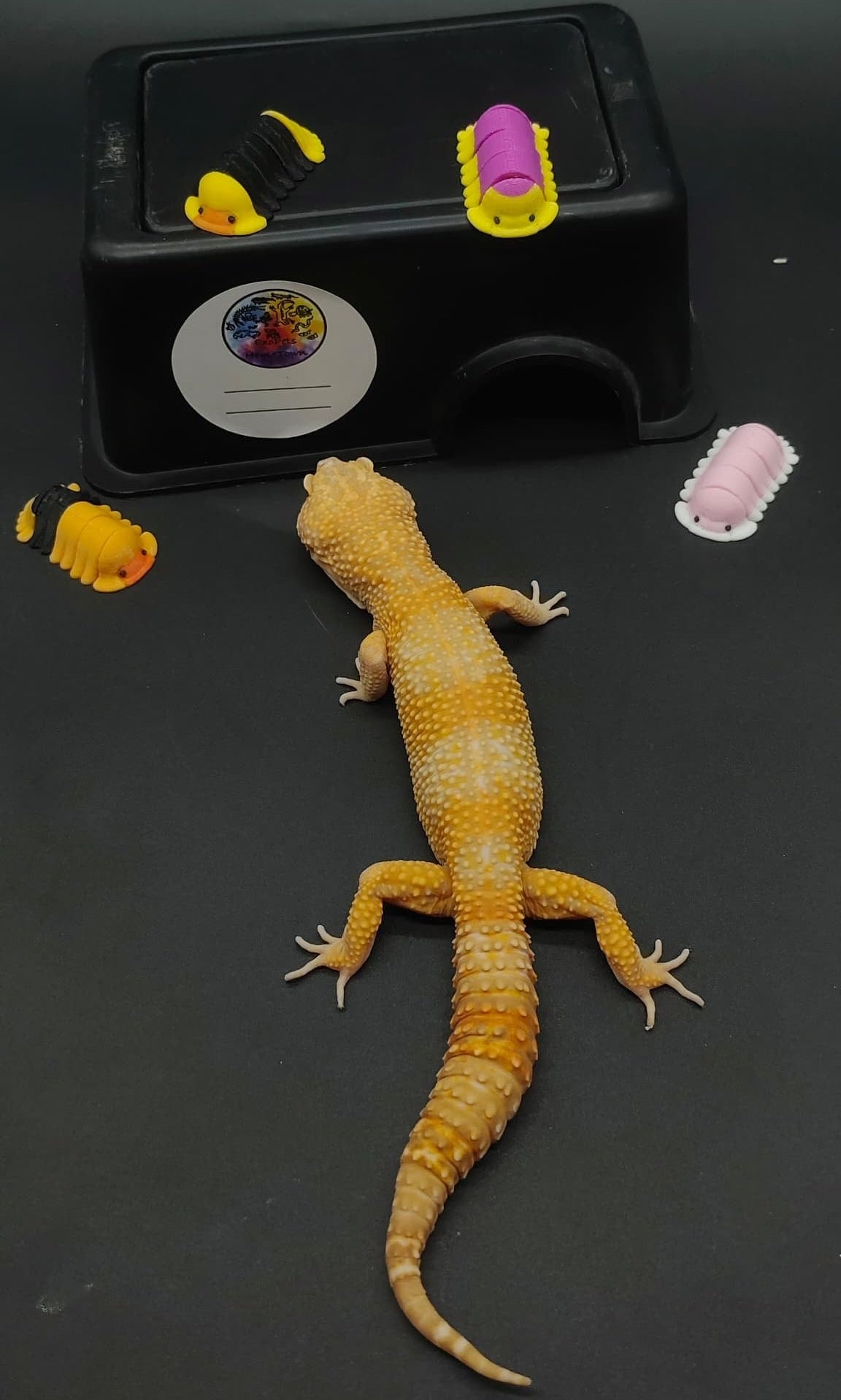 Leopard Gecko