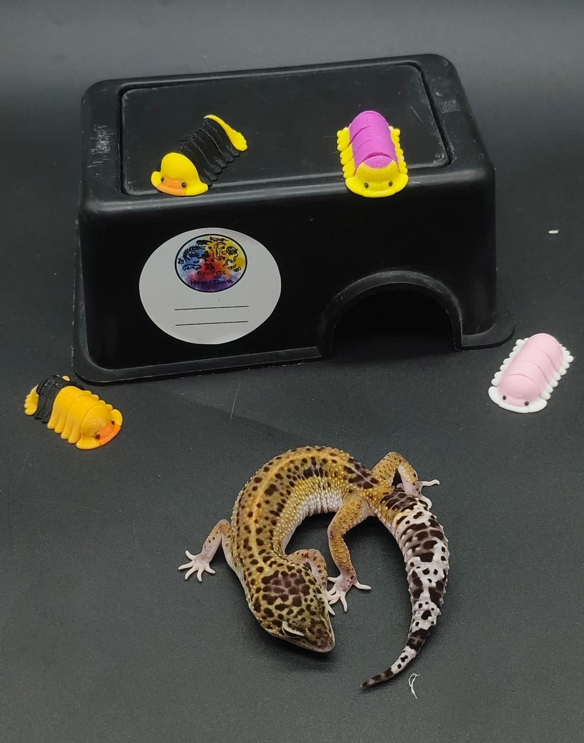 Leopard Gecko