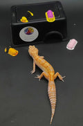 Leopard Gecko