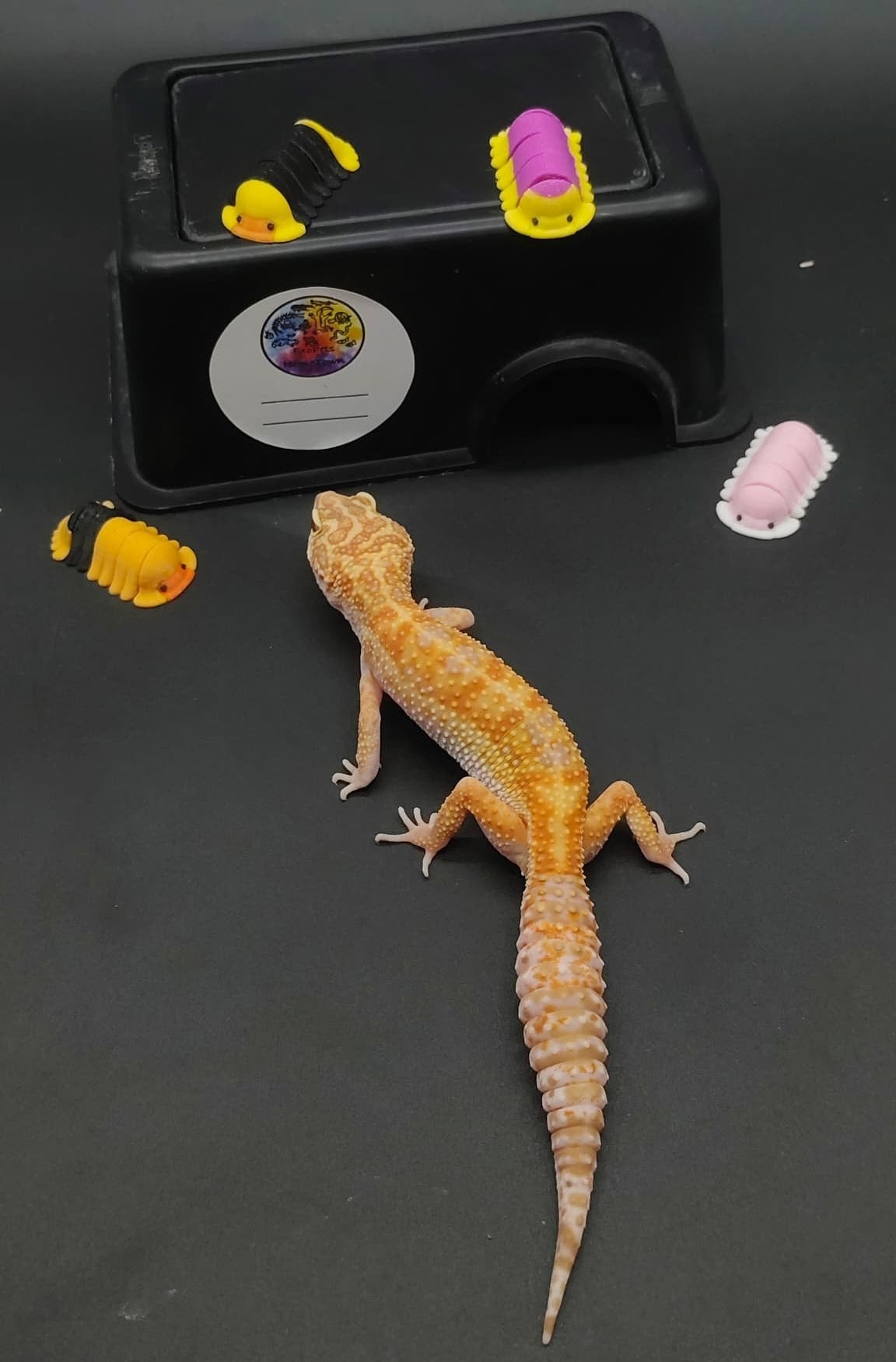 Leopard Gecko