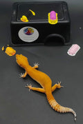 Leopard Gecko