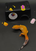 Leopard Gecko