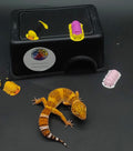 Leopard Gecko