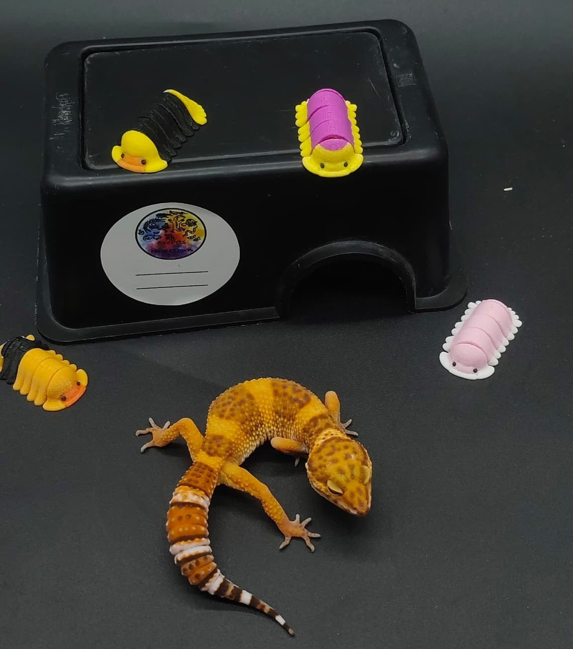 Leopard Gecko