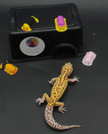 Leopard Gecko