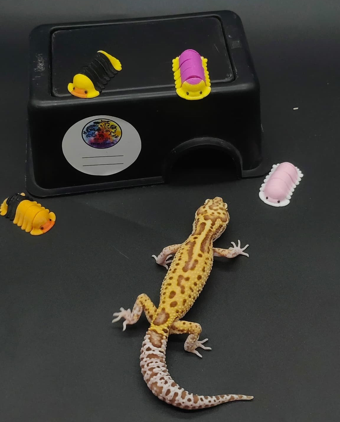 Leopard Gecko