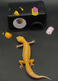 Leopard Gecko