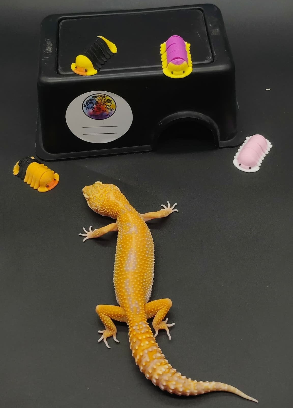 Leopard Gecko