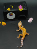 Leopard Gecko