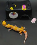 Leopard Gecko