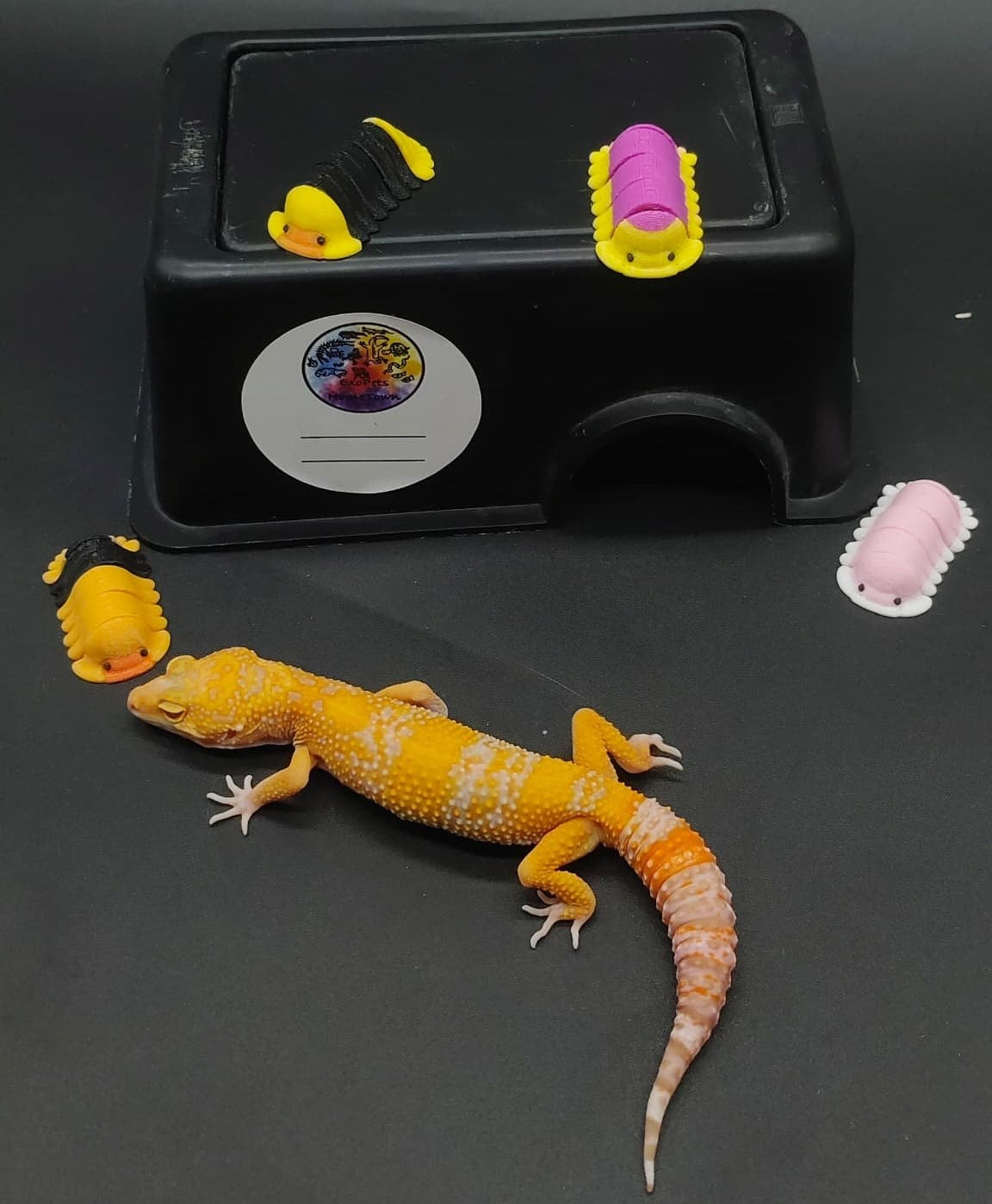 Leopard Gecko