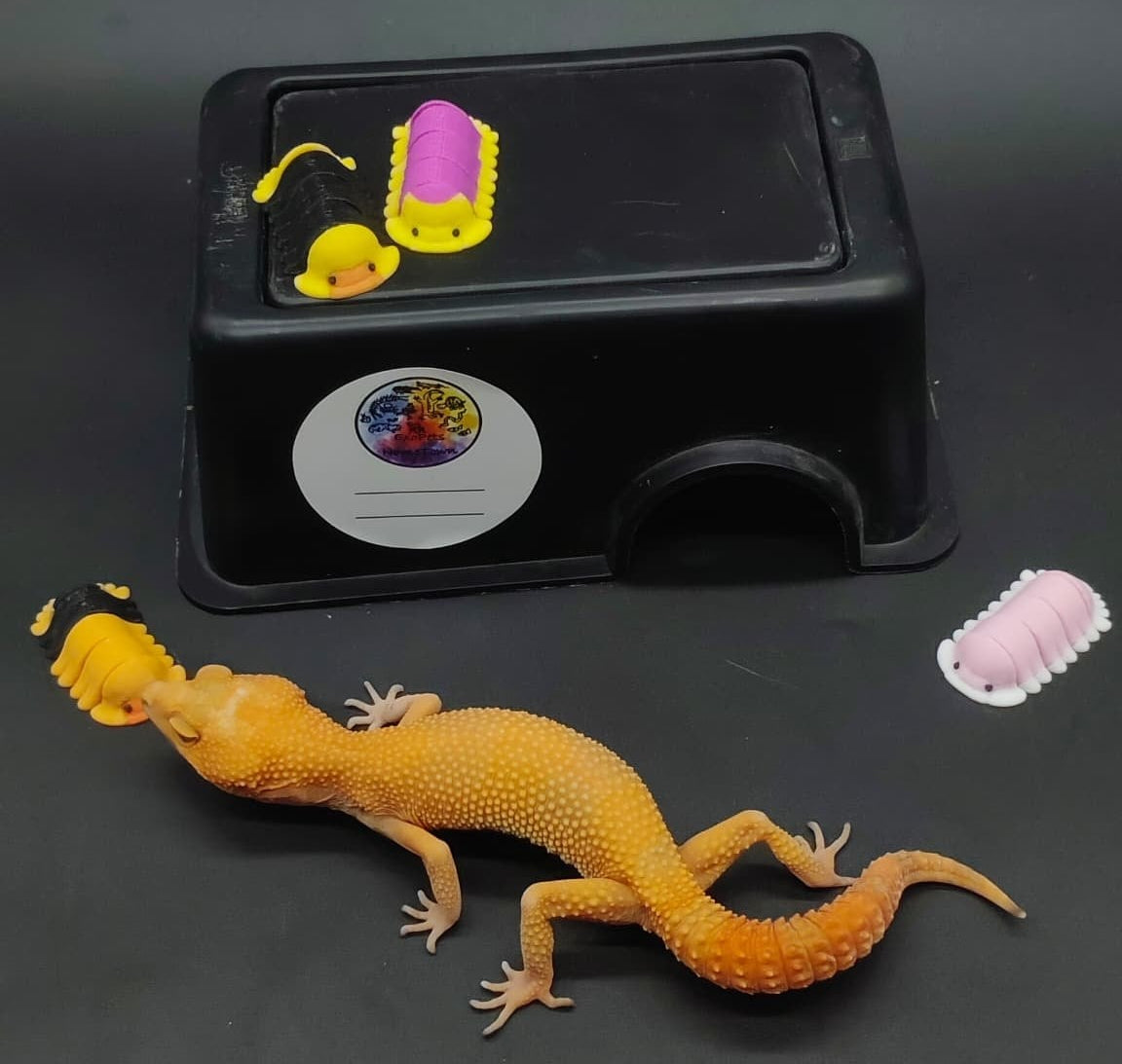 Leopard Gecko