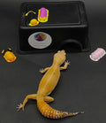Leopard Gecko