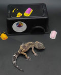 Leopard Gecko