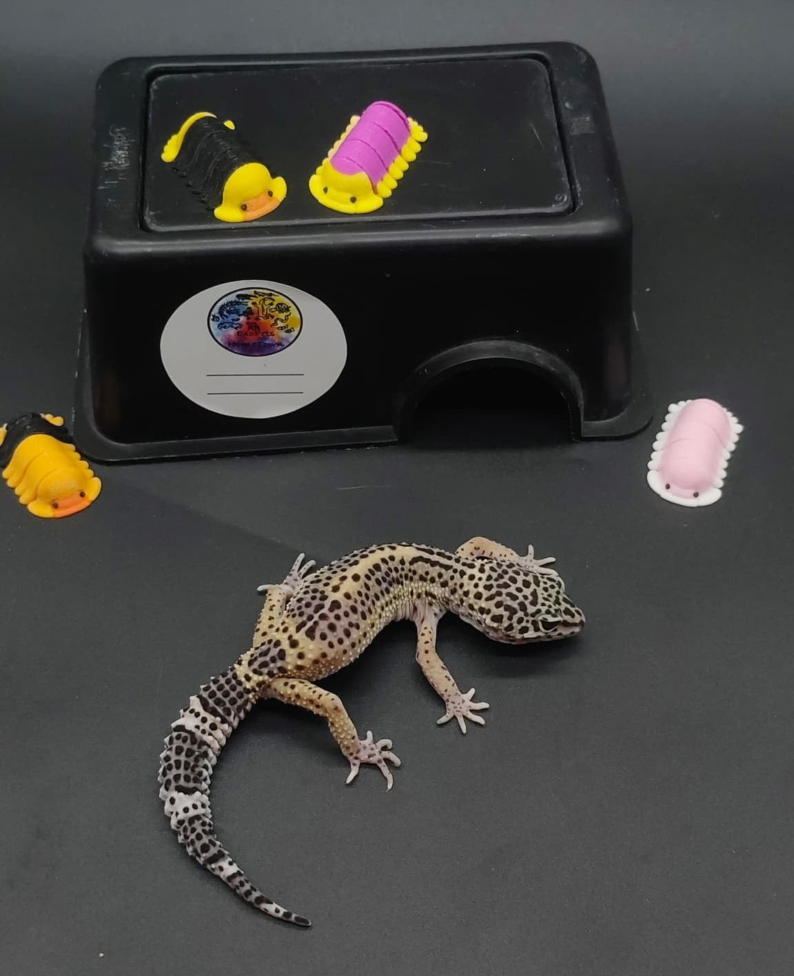 Leopard Gecko