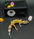 Leopard Gecko