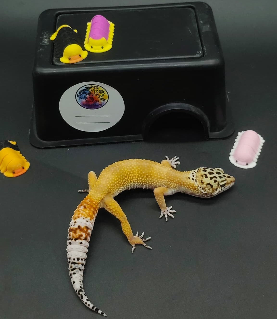 Leopard Gecko