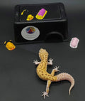 Leopard Gecko