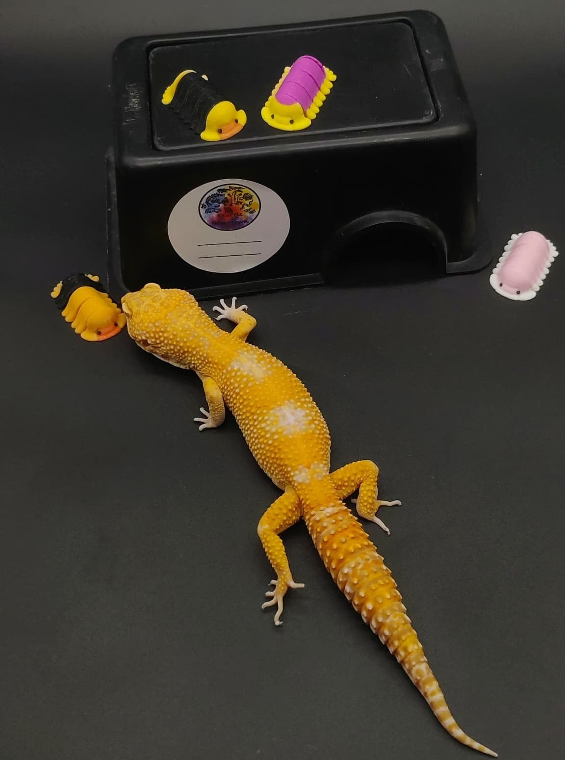 Leopard Gecko