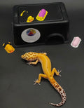Leopard Gecko