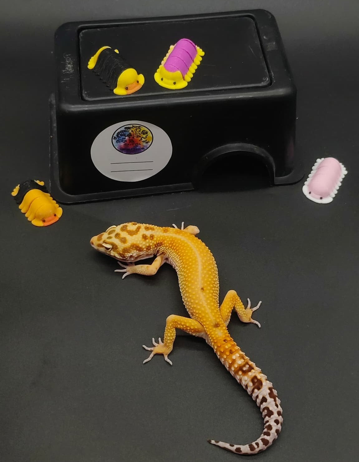 Leopard Gecko
