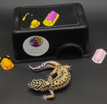 Leopard Gecko