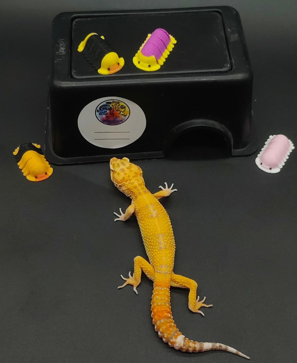 Leopard Gecko