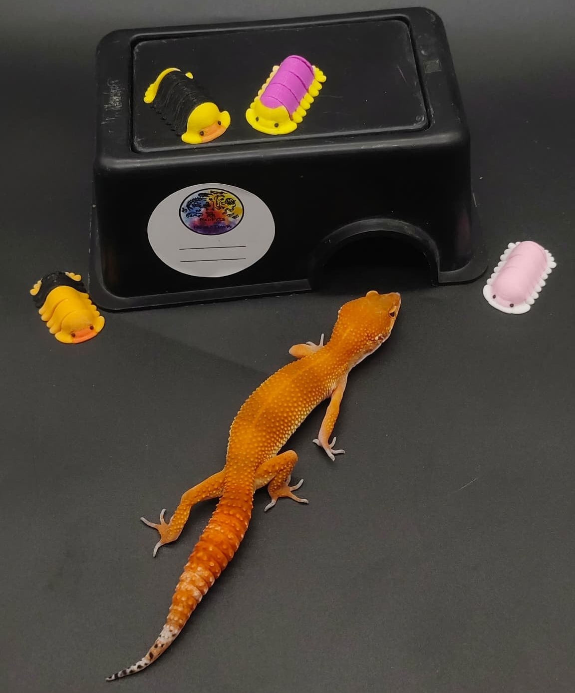 Leopard Gecko