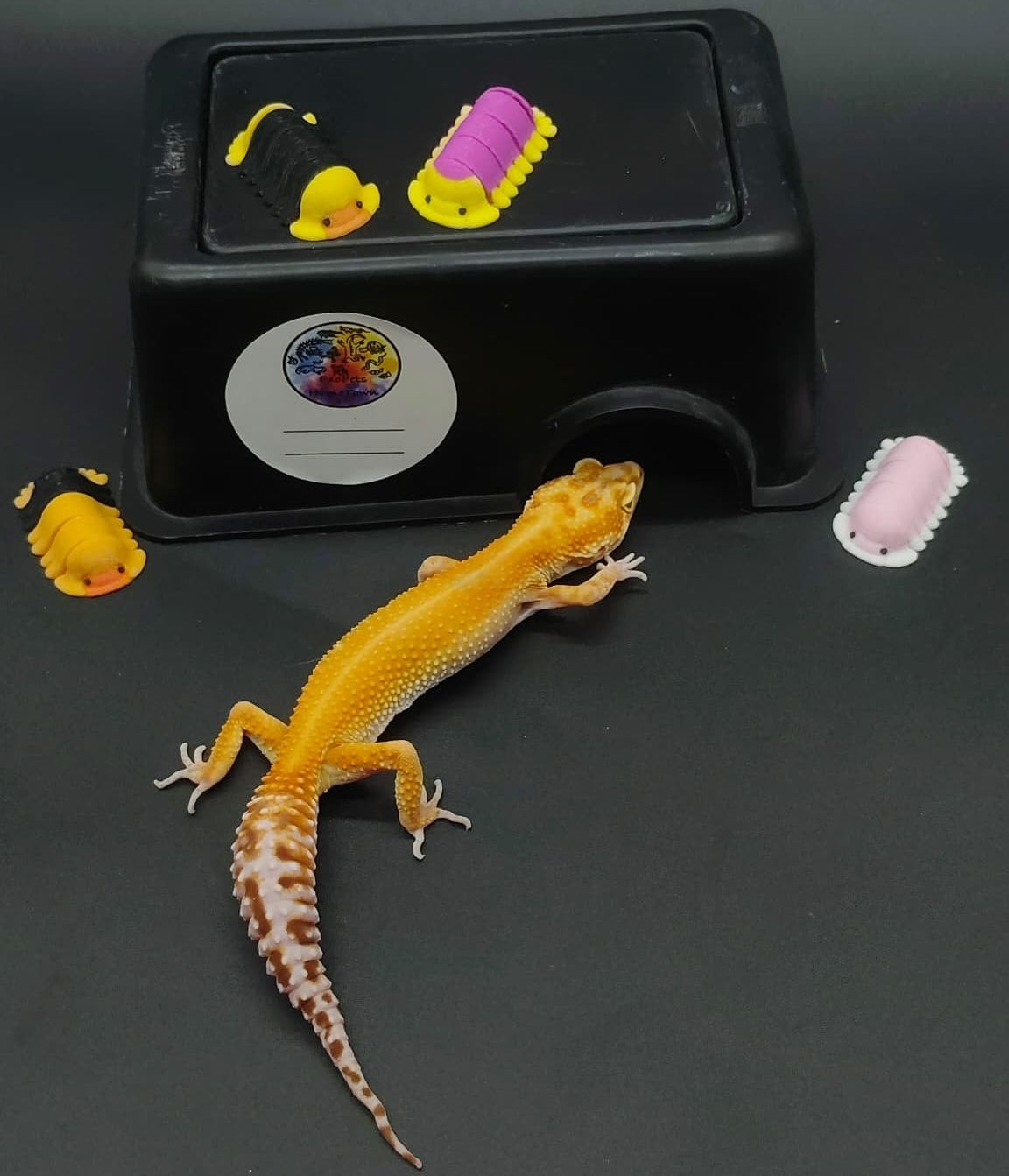 Leopard Gecko