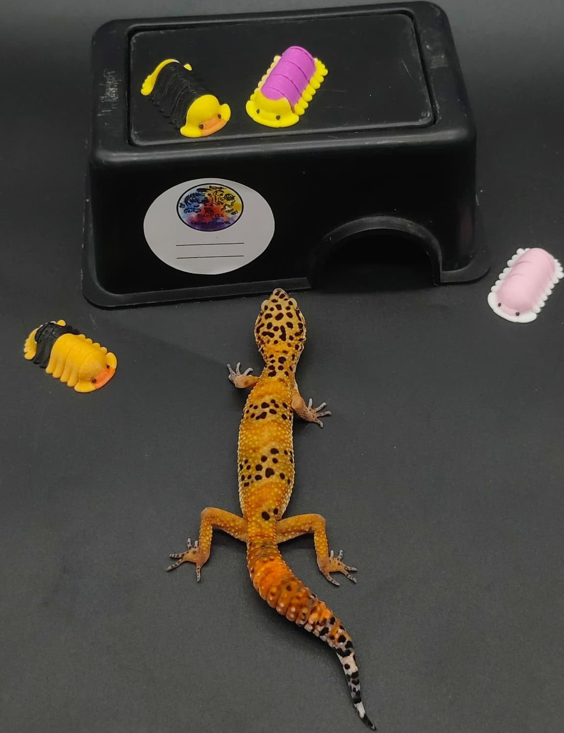 Leopard Gecko