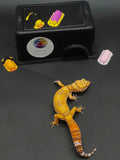 Leopard Gecko