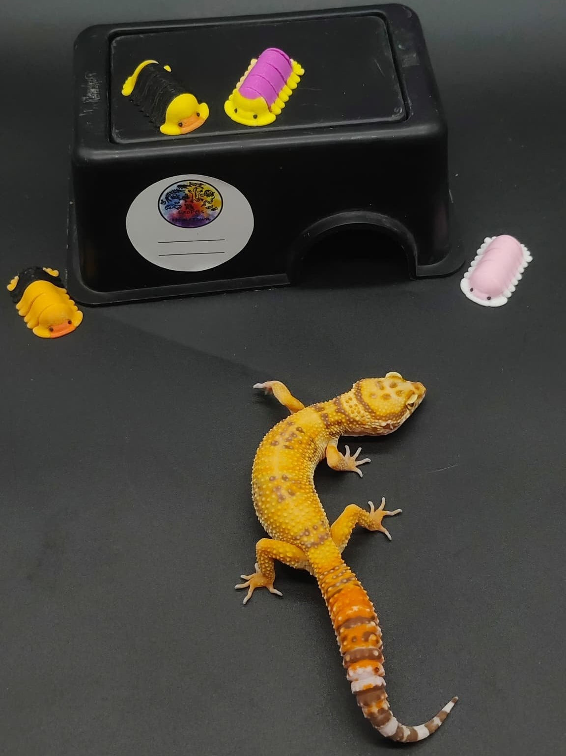 Leopard Gecko