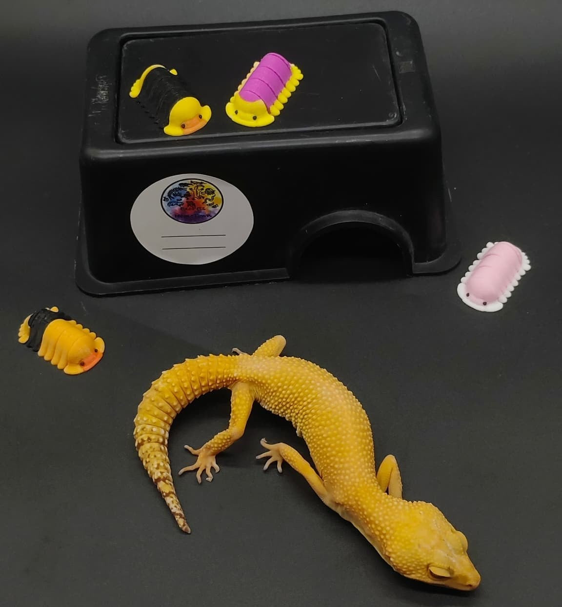 Leopard Gecko