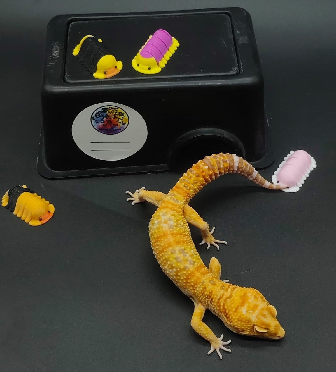Leopard Gecko