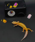 Leopard Gecko