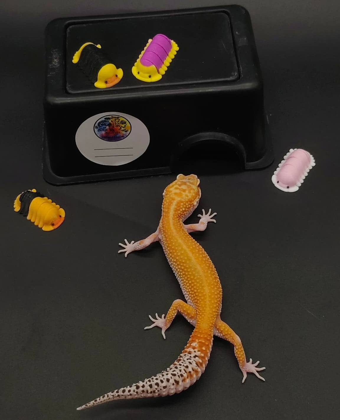 Leopard Gecko