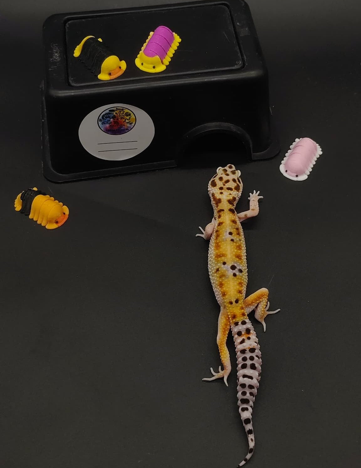 Leopard Gecko