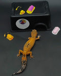 Leopard Gecko