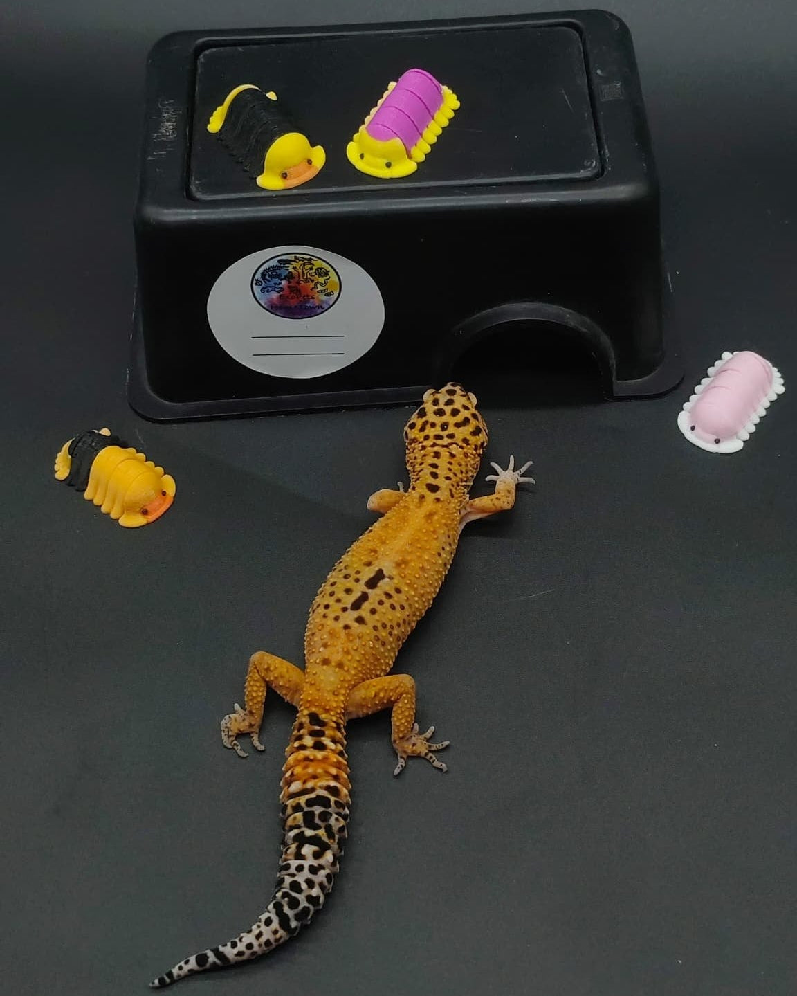 Leopard Gecko